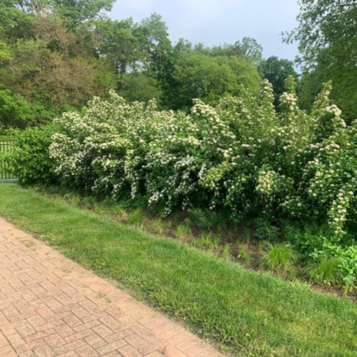 Hólyagvessző (Physocarpus opulifolius)