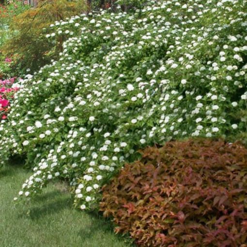 Hólyagvessző (Physocarpus opulifolius)