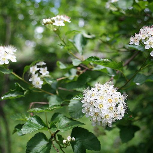 Hólyagvessző (Physocarpus opulifolius)