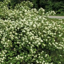Hólyagvessző (Physocarpus opulifolius)