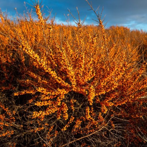 Homoktövis (Hippophae rhamnoides)