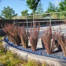 Japán Borbolya Sövény