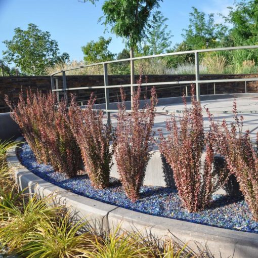 Japán Borbolya Sövény