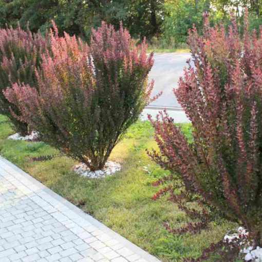 Japán Borbolya Sövény