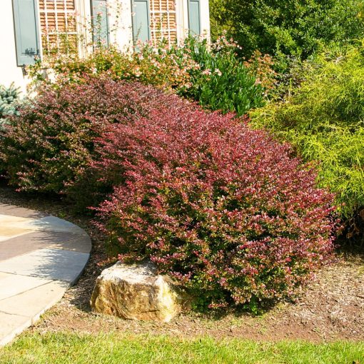 Japán Borbolya (Berberis thunbergii)