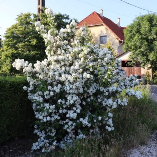 Jezsámen (Philadelphus coronarius)