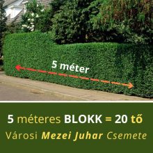 Mezei juhar sövény blokk (5 méterre)
