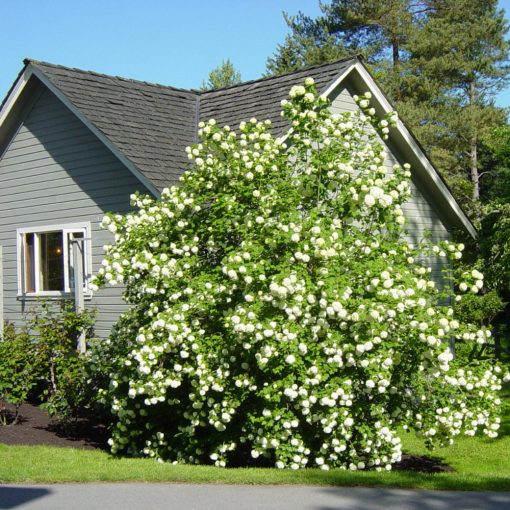 Kányabangita (Viburnum opulus)