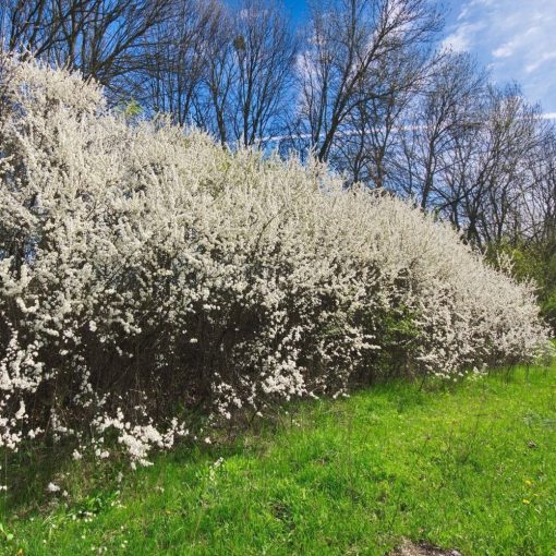 Kökény (Prunus spinosa)