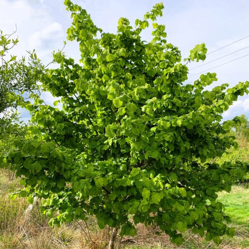 Európai Mogyoró (Corylus avellana)