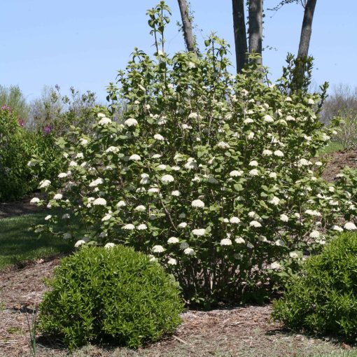 Ostorménbangita (Viburnum lantana)