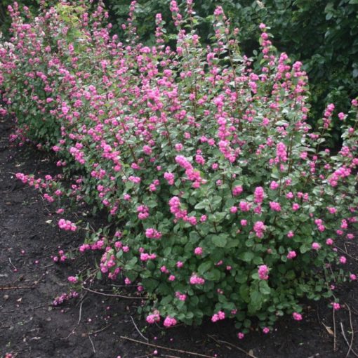 Piros Hóbogyó (Symphoricarpos orbiculatus)