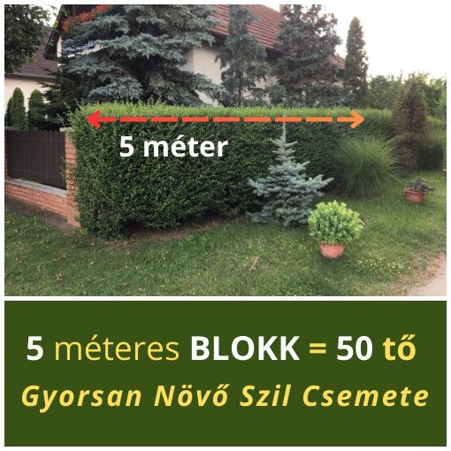 Gyorsan növő szil blokk (5 méterre)