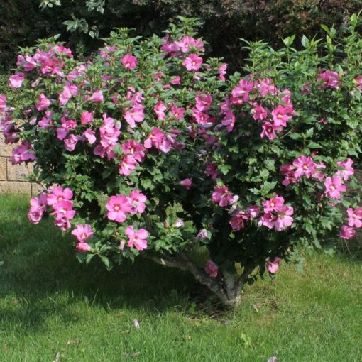 Szíriai Mályvacserje (Hibiscus syriacus)