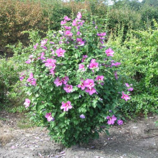 Szíriai Mályvacserje (Hibiscus syriacus)