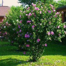 Szíriai Mályvacserje (Hibiscus syriacus)