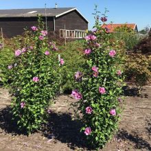 Szíriai Mályvacserje (Hibiscus syriacus)