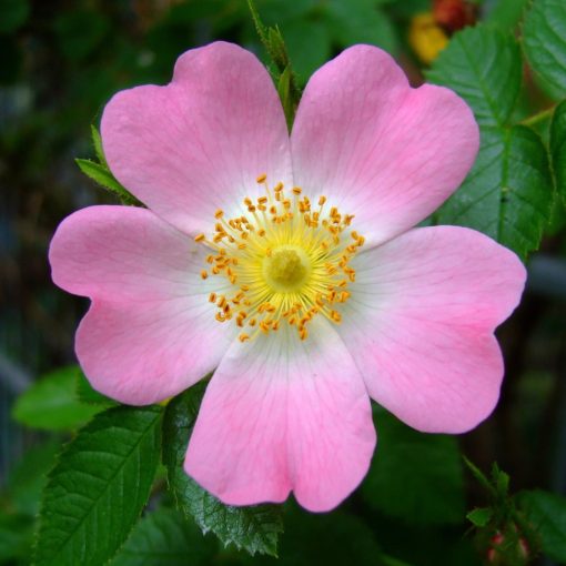 Vadrózsa / Csipkebogyó (Rosa canina)