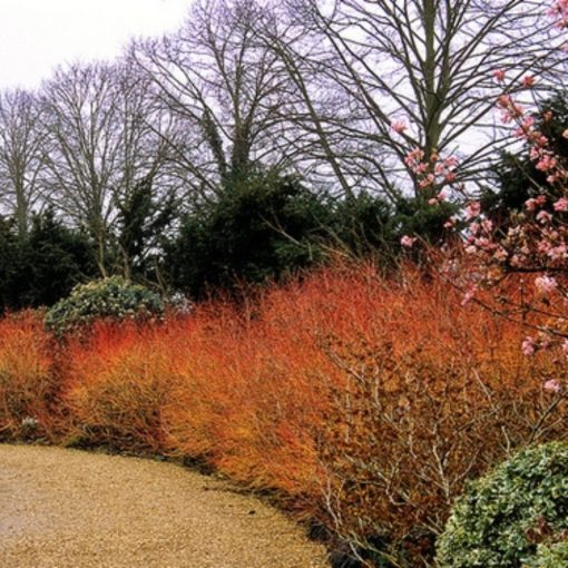 Veresgyűrű Som (Cornus sanguinea)