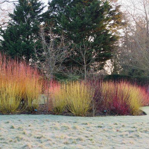 Veresgyűrű Som (Cornus sanguinea)
