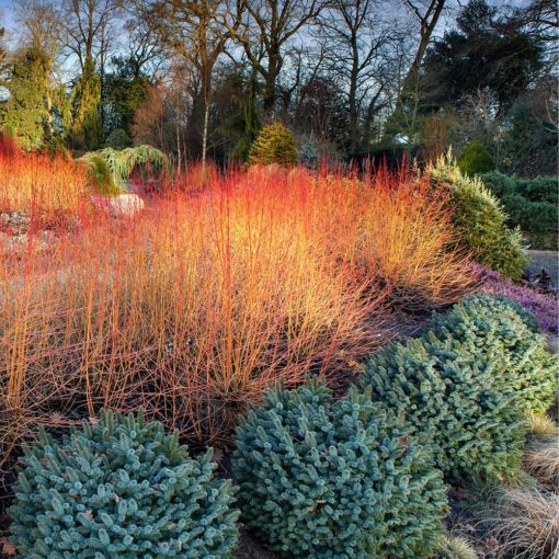 Veresgyűrű Som (Cornus sanguinea)
