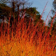 Veresgyűrű Som (Cornus sanguinea)