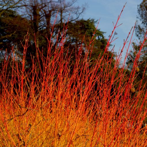 Veresgyűrű Som (Cornus sanguinea)