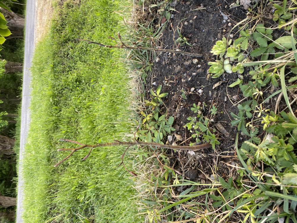 Bükk sövény blokk (5 méterre)
