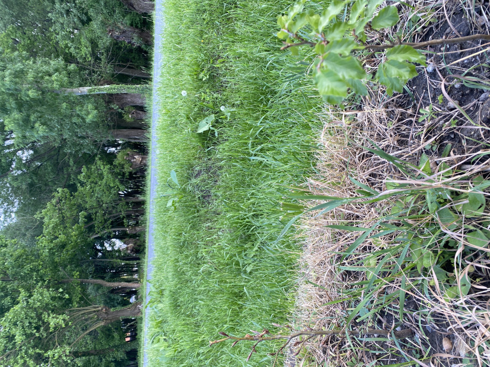 Bükk sövény blokk (5 méterre)
