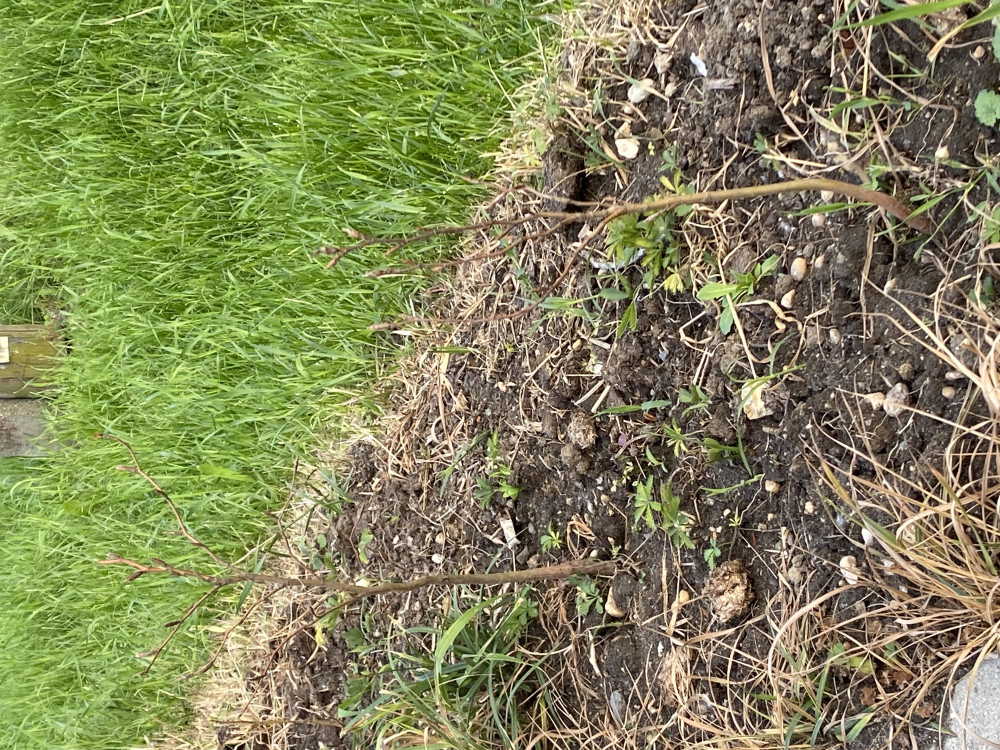 Bükk sövény blokk (5 méterre)
