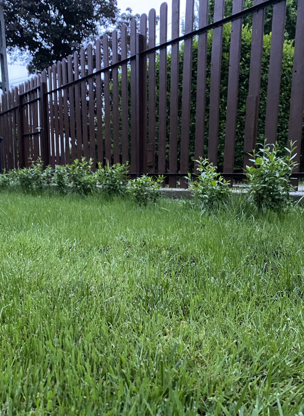 Télizöld fagyal blokk (5 méterre)